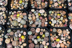 Lithops Seed Mix Fresh Harvest 25 Seeds Huge Variety of Species Beautiful Colorful Faces Variable Colors Patterns High Germination Rate Grow Your Own Lithops Living Stone (25 Mix Lithops Seeds)