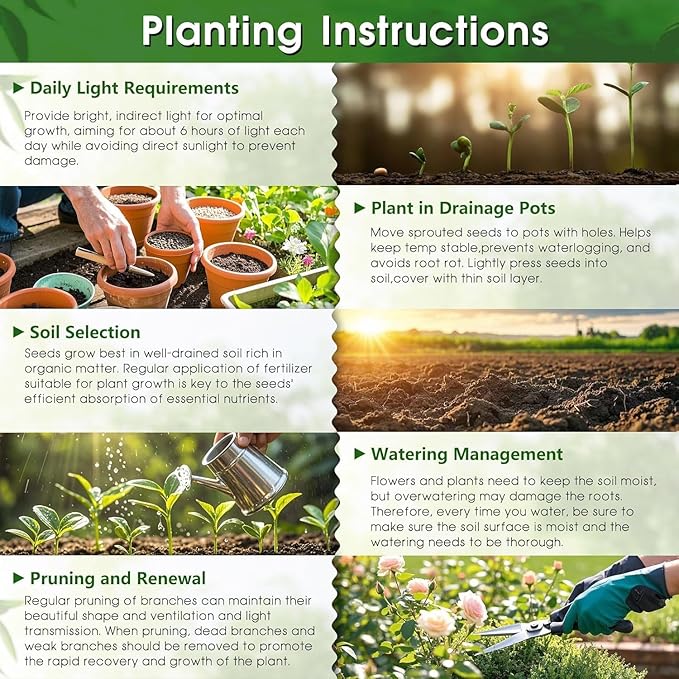 80+ Hosta Seeds - Rare Perennial Shade Plant for Gardens, Borders, and Containers - Non-GMO Heirloom, Hardy and Low Maintenance