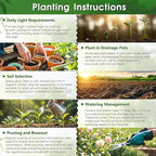 80+ Hosta Seeds - Rare Perennial Shade Plant for Gardens, Borders, and Containers - Non-GMO Heirloom, Hardy and Low Maintenance