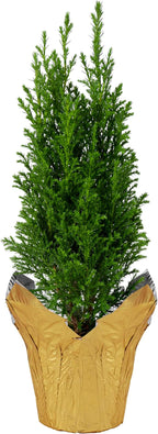 Live Dark Green Cypress Tree - Tabletop Decoration - 12" Tall by 5" Wide in Deco Cover
