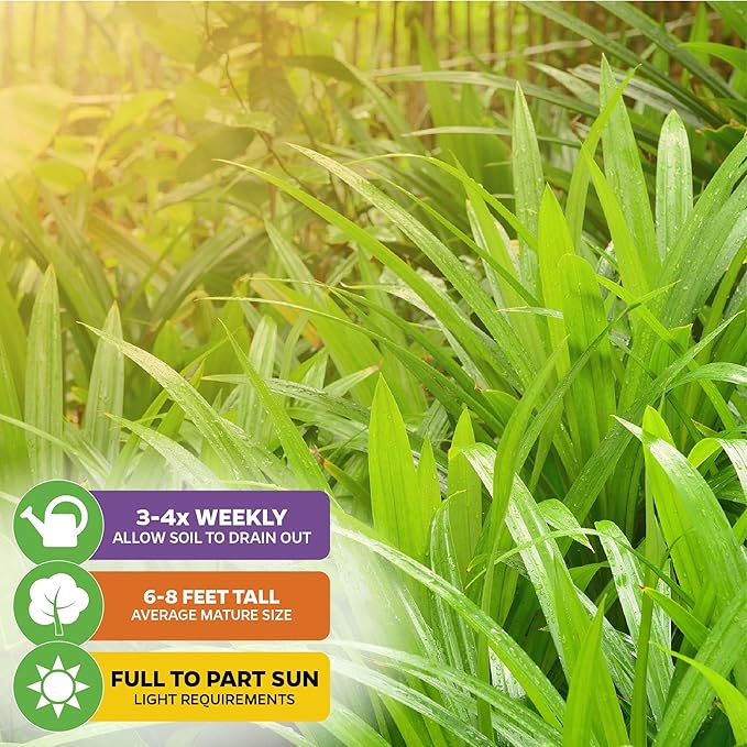 Pandan Live Plant - Pandanus Amaryllifolius - Wellspring Gardens Exquisite Fragrant Herb Great for Nature Lovers, Outdoor Gardens, Vegetable Patches, and Indoor Use - Lush Green Foliage Pandan Leaves