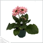 Live Gerbera Daisies - Assorted Colors (3 Plants Per Pack) - Beautiful Spring Flowers - 12" Tall by 5" Wide in 1 Qt Pot (Pack of 2)