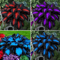 Hosta Seeds for Planting, 290+pcs Rare Perennial Hosta Flower Seeds Plants, Non-GMO Heirloom Long Blooming Plants Shaded Entry Pathway Rare Flowers for Garden Outdoors