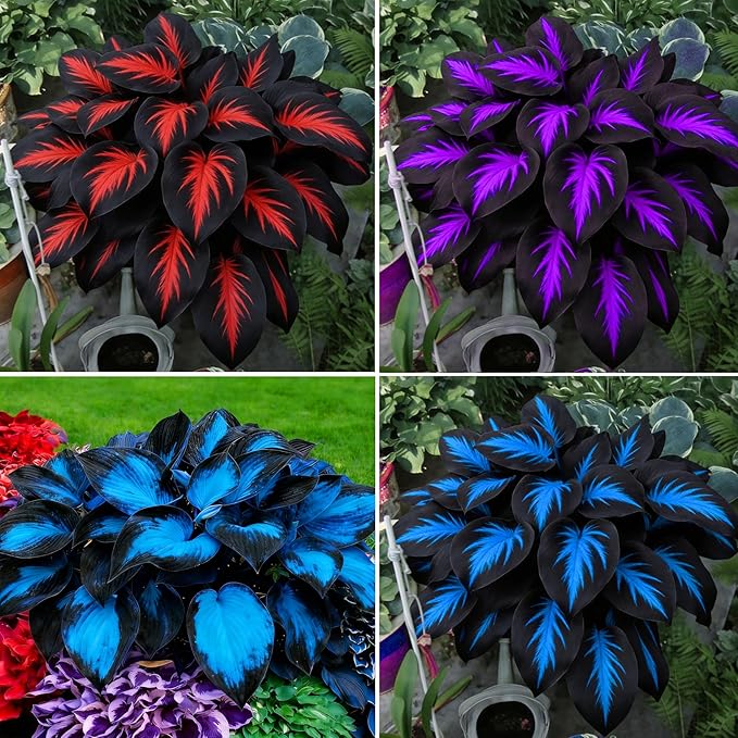 Hosta Seeds for Planting, 290+pcs Rare Perennial Hosta Flower Seeds Plants, Non-GMO Heirloom Long Blooming Plants Shaded Entry Pathway Rare Flowers for Garden Outdoors
