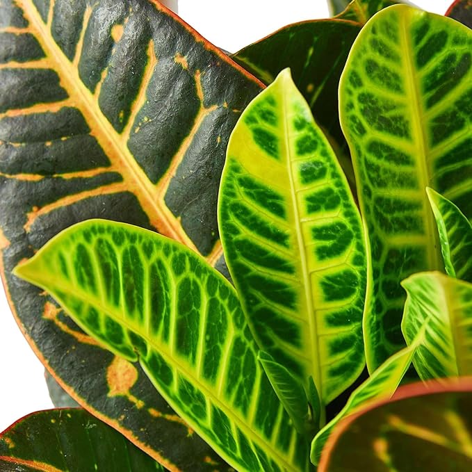 Croton Petra 'Joseph's Coat' Live Plant for Indoor | Different Houseplants in 4'' & 6'' Pot | Real House Plant for Living Room, Office, Desk & Bathroom | Codiadeum variegatum