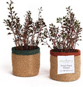 Jute Planter Basket-Woven Jute Rope Covers for Decorating Indoor/Outdoor Succulents, Small Plant Pots-Set of 2-Multi-Purpose Storage Bins 4.5 in - Modern Style Décor - Red, Green & Natural