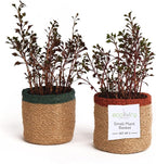 Jute Planter Basket-Woven Jute Rope Covers for Decorating Indoor/Outdoor Succulents, Small Plant Pots-Set of 2-Multi-Purpose Storage Bins 4.5 in - Modern Style Décor - Red, Green & Natural