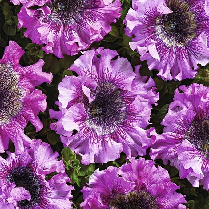 Rare Petunia Seeds for Planting - 300+ Beautiful Perennial Flowers Seeds Heirloom Vine, High Germination Rate Open Pollinated Seeds