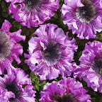 Rare Petunia Seeds for Planting - 300+ Beautiful Perennial Flowers Seeds Heirloom Vine, High Germination Rate Open Pollinated Seeds