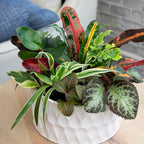 Easy to Grow Houseplants (12 Pack) Live House Plants in Plant Containers, Growers Choice Plant Set in Planters with Potting Soil Mix, Home Décor Planting Kit or Outdoor Garden Gifts by Plants for Pets