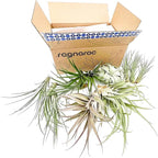 ragnaroc Holiday Hosting Gift Box Jumbo - 12ct - Tillandsia Air Plant Set - Live Arrival Guaranteed - House Plants for Home Decor & Gift