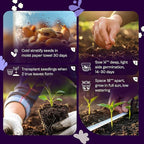 SVI 1500 English Lavender Seeds for Planting (Lavandula angustifolia) – Fragrant Perennial Lavender Flowers – Heirloom Herb Seeds for Borders, Herb Garden & Containers, Wildflower Meadows