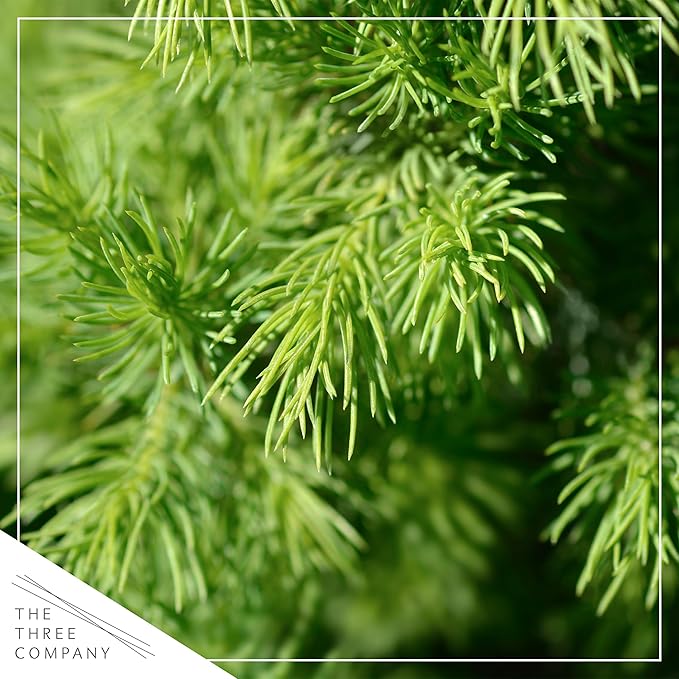 Live Alberta Spruce Tree - Tabletop Decoration - 10" Tall by 4" Wide in Deco Cover