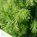 Live Alberta Spruce Tree - Tabletop Decoration - 10" Tall by 4" Wide in Deco Cover