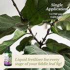 Professional Fiddle Leaf Fig Fertilizer Liquid 3-1-2 Concentrate 8 oz, Premium Fiddle Leaf Fig Plant Food for Indoor House Plants, Liquid Fertilizer for Fiddle Leaf Fig Plants