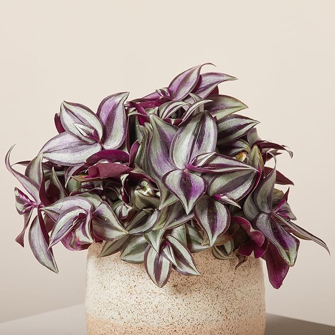 Tradescantia Plant Live 4'' Pot, Variegated Wandering Jew, Tradescantia Hanging Vine, Indoor Houseplant for Planting (Purple Wandering Jew)