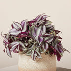 Tradescantia Plant Live 4'' Pot, Variegated Wandering Jew, Tradescantia Hanging Vine, Indoor Houseplant for Planting (Purple Wandering Jew)
