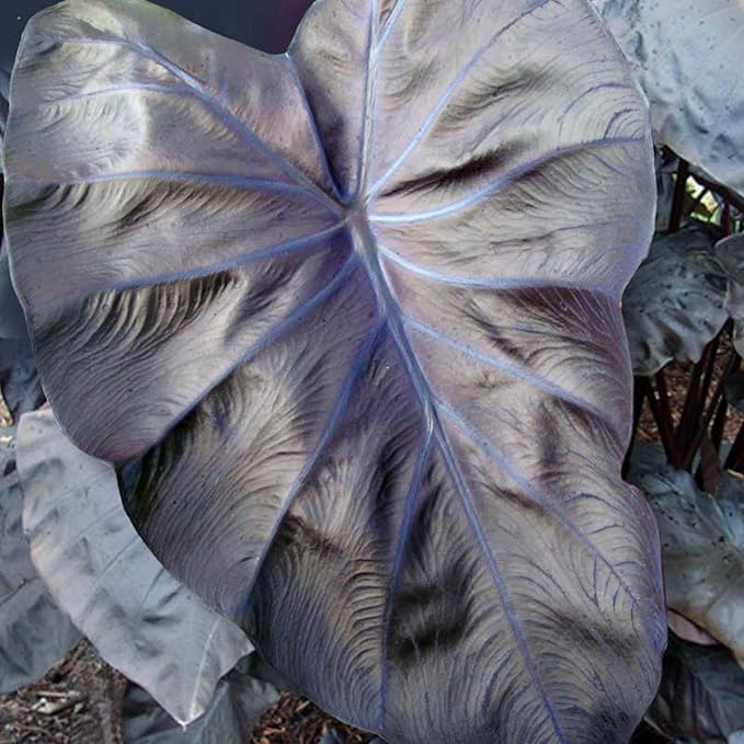 Black Coral Taro, a Great Live Pond Plant for Your Water Garden. Filters koi and Goldfish Ponds. Good for Bogs, Plant Shelf or Shallow Water This marginal Aquatic is a Real Beauty
