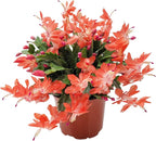 Thanksgiving Cactus, Live Indoor Plant, Flowering Houseplant, Orange Seasonal Blooms, 4-Inch Pot, Pet Safe Holiday Decor, Free Heat Pack