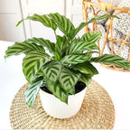 Plants for Pets Peacock Calathea 'Freddie', Pet Friendly Prayer Decor in 6" White Pot, Live Houseplant Gift, Cat Safe, Decorative Desk House Plants by Plants for Pets