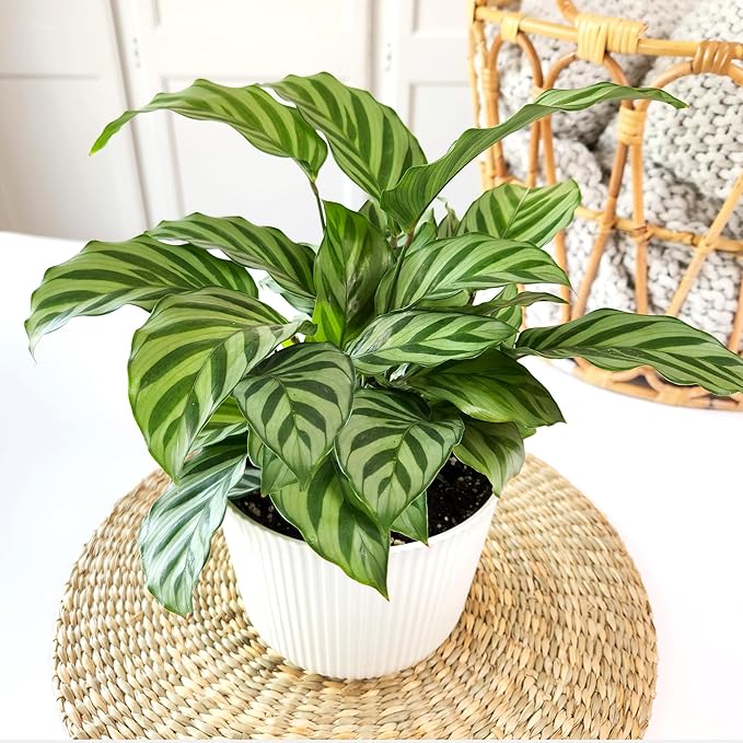 Plants for Pets Peacock Calathea 'Freddie', Pet Friendly Prayer Decor in 6" White Pot, Live Houseplant Gift, Cat Safe, Decorative Desk House Plants by Plants for Pets