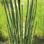 Chalily Horsetail Rush, a Great Live Pond Plant for Your Water Garden. Filters The koi and Goldfish Pond. Good for Bogs, Plant Shelf or Shallow Water This marginal Aquatic is a Real Beauty