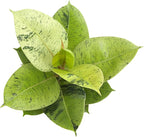 Ficus Shivereana 'Moonshine', Rare Rubber Trees, Unique Live Houseplant Decor in 6" White Pot, Easy Gift, Variegated Live Ficus Houseplants, Office & Decorative Plants by Plants for Pets