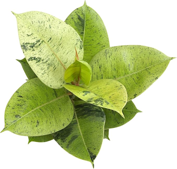 Ficus Shivereana 'Moonshine', Rare Rubber Trees, Unique Live Houseplant Decor in 6" White Pot, Easy Gift, Variegated Live Ficus Houseplants, Office & Decorative Plants by Plants for Pets