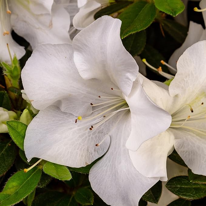 Encore Azalea 1 Gal. Autumn Ivory Azalea Shrub