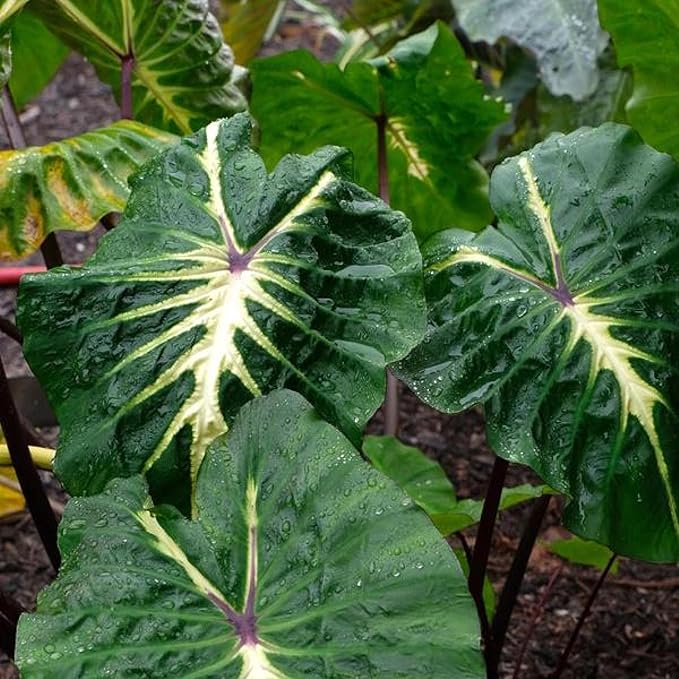 White Lava Taro, a Great Live Pond Plant for Your Water Garden. Filters The koi and Goldfish Pond. Good for Bogs, Plant Shelf or Shallow Water This marginal Aquatic is a Real Beauty