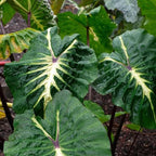 White Lava Taro, a Great Live Pond Plant for Your Water Garden. Filters The koi and Goldfish Pond. Good for Bogs, Plant Shelf or Shallow Water This marginal Aquatic is a Real Beauty