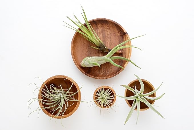 Air Plant Low Light House Plants Box (8PK) Tillandsia Air Plants Live Houseplants Live Indoor Plants Live Succulents Plants Live Terrarium Plants Live, Air Plant Holder Airplant Kit by Plants for Pets