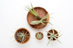 Tillandsia Air Plants Live Indoor Plants (100 Pack), Air Plants Bulk Party Favors or Wedding Favors Live Plants, Air Plant Lover Gifts, DIY Terrarium Kit, Air Succulents Plants Live by Plants for Pets