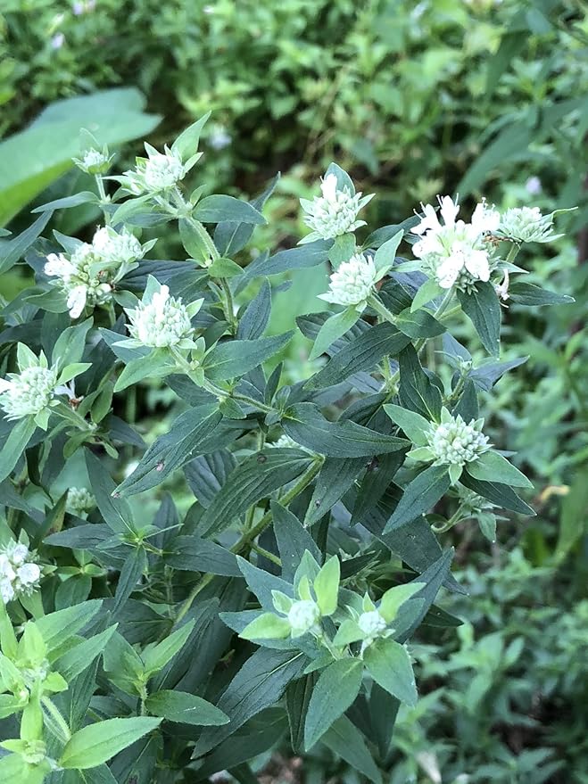 Smoke Camp Crafts Live Organic Hoary Mountain Mint (Pycnanthemum incanum) Plant in 2.5 inch Pot | Native Scented Pollinator Plant White Flowers Silver Leaf Mountain Mint