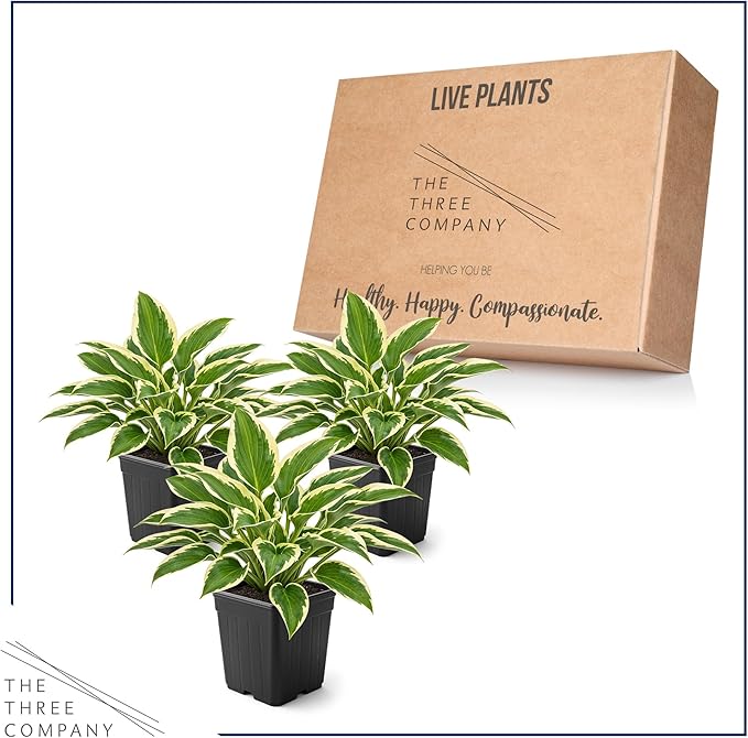 Live Perennial Hosta - So Sweet (3 Plants Per Pack) Beautiful Accent Plant, 10" Tall by 4" Wide in 1 Qt Pot