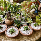 Horticultural Perlite for Plants 4qt, All Natural Horticultural Soil Additive Conditioner Mix, Improve Ventilation and Drainage, Enhance Soil Health and Root Growth