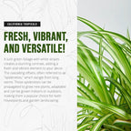 California Tropicals Variegated Spider Plant - Real Live Tropical Houseplant, Perfect for Indoor/Outdoor Home and Office Decoration, Easy Care, Perfect for Pots, Baskets or Patio - 4 Inch