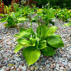Hosta Seeds for Planting, 200+pcs Rare Perennial Hosta Flower Seeds, Non-GMO Heirloom Long Blooming Plants Shaded Entry Pathway Flowers for Garden Outdoors