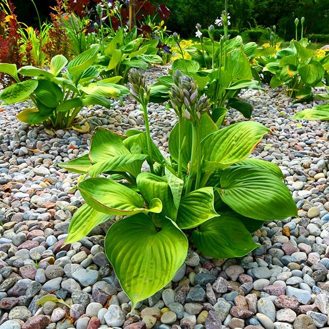 Hosta Seeds for Planting, 200+pcs Rare Perennial Hosta Flower Seeds, Non-GMO Heirloom Long Blooming Plants Shaded Entry Pathway Flowers for Garden Outdoors