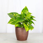 Thorsen's Greenhouse Golden Pothos, Live Indoor Vining Plant, Easy to Grow, Variegated Houseplant, Natural Air Purifier (Copper, 4-inch Pot)