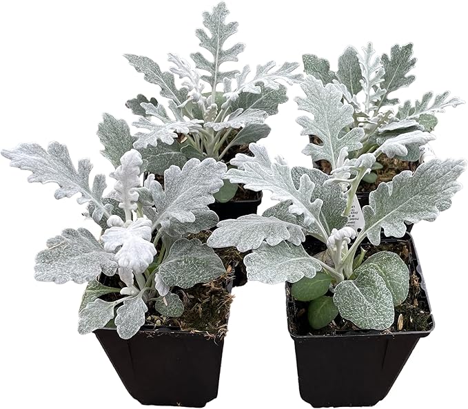 Live Spring Dusty Miller - 4 Plants Per Pack - 6" Tall by 4" Wide in 1 Pint Pot