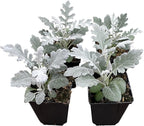 Live Spring Dusty Miller - 4 Plants Per Pack - 6" Tall by 4" Wide in 1 Pint Pot