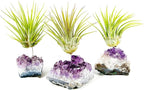 Set of 3 Mini Amethyst Crystal Air Plant Holders – Includes Healthy Tillandsia, Ready-to-Gift Home Décor for Women, Birthdays and Housewarming