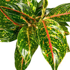 4-Inch Aglaonema Night Sparkle, Chinese Evergreen Live Plant, Green Yellow Variegated Foliage, Indoor Air Purifying Houseplant