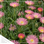 Live Delosperma Ice Plant 2-Pack – Pink Ice – Drought Tolerant Groundcover Perennial, 6” Tall, 1 Qt Pot