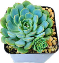 2.5" Echeveria Minima, 1 Live Succulent Potted with Soil Mix, Real House Plant for Party Favors Home Indoor Outdoor Garden Wedding Decoration DIY Projects Gift, Fully Rooted in Planter
