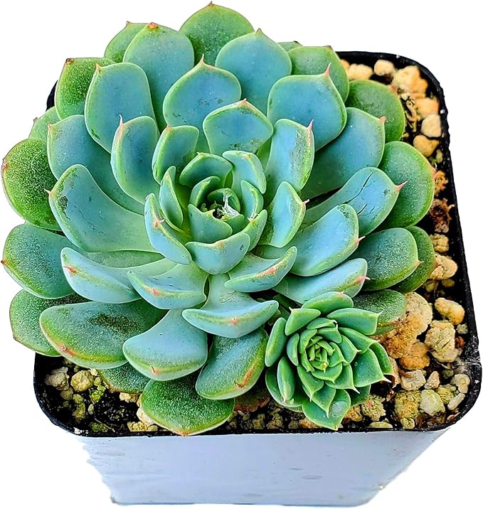 2.5" Echeveria Minima, 1 Live Succulent Potted with Soil Mix, Real House Plant for Party Favors Home Indoor Outdoor Garden Wedding Decoration DIY Projects Gift, Fully Rooted in Planter