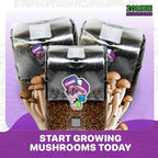 All-in-One Mushroom Grow Kit (1-Pack) – 3lb Mini Bags with Sterilized Grain and CVG Substrate, Injection Ports Included, for Growing Mushrooms at Home (Spores Not Included)