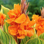 Canna ‘Pretoria’, a Great Live Pond Plant for Your Water Garden. Filters koi and Goldfish Pond. Good for Bogs, Plant Shelf or Shallow Water This marginal Aquatic is a Real Beauty