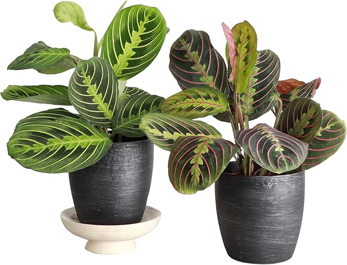 Thorsen's Greenhouse Prayer Plants Set of 2, Maranta leuconeura, Pet Safe, Low Light, Live Indoor Plants, 4" Diameter Plants, Classic Pots (Brushed Silver)